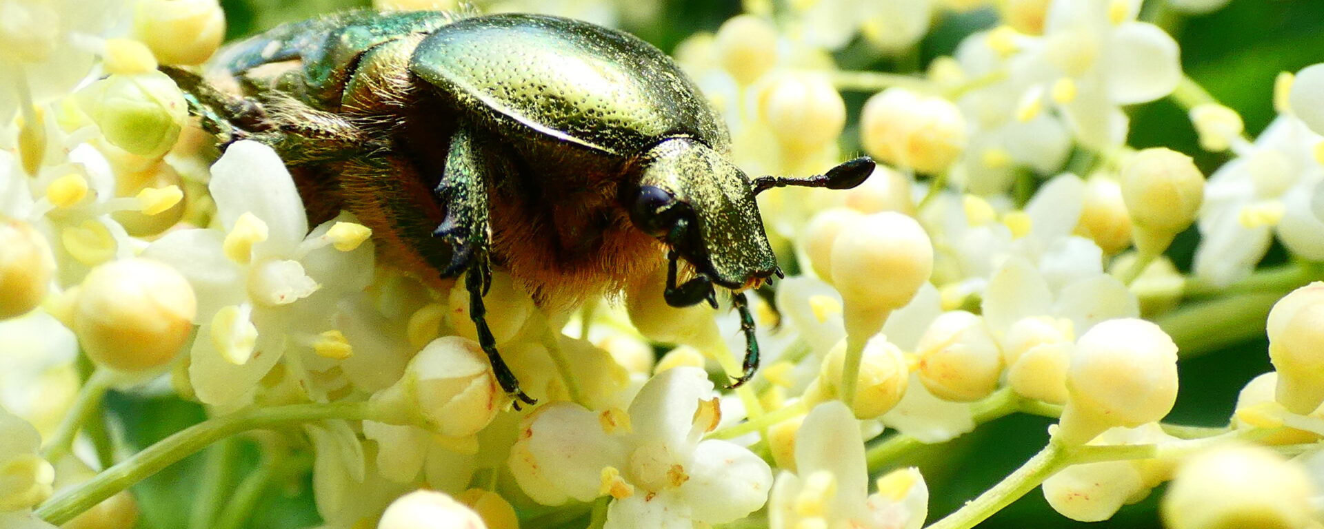 Cétoine doré sur fleur de sureau