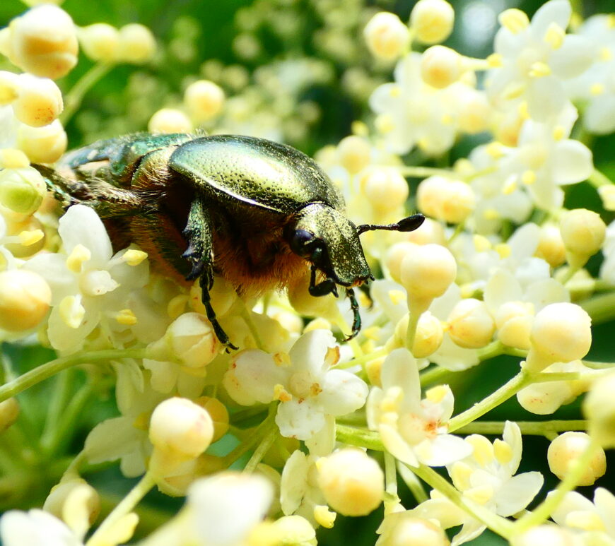 Cétoine doré sur fleur de sureau